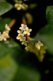 秋天芬芳的桂花