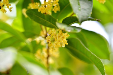 秋天芬芳的桂花