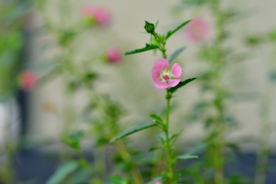 粉色小花