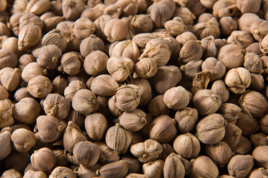 中药材白蔻特写