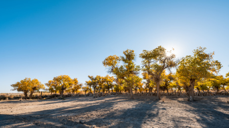 中国内蒙古额济纳旗黑水胡杨林清晨光影