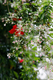 美丽的藤本植物臭鸡屎藤的花