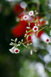 美丽的藤本植物臭鸡屎藤的花