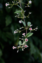 美丽的藤本植物臭鸡屎藤的花