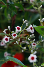 美丽的藤本植物臭鸡屎藤的花