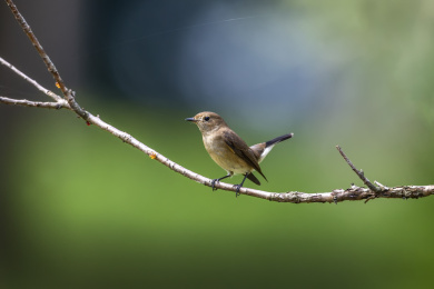 活跃于树枝间于空中捕食昆虫的红喉姬鹟鸟