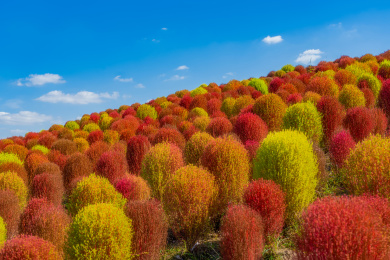 上海金山花开海上生态园内的地肤草景观