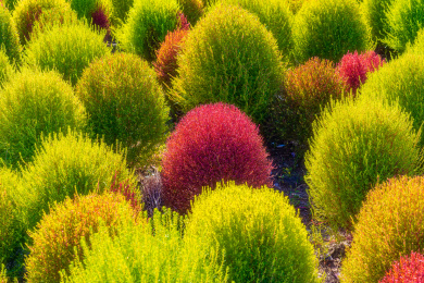 秋季正在变色的地肤草植物景观