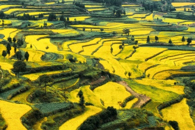 中国浙江温州永嘉县茗岙乡梯田