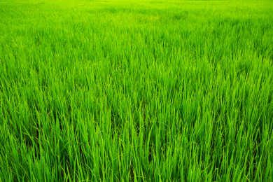 中国广东省地区秋收季节种植的二季稻田