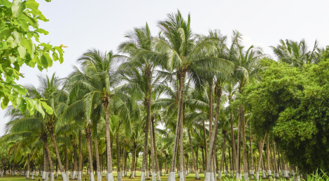 蓝天下的海口万绿园椰树林