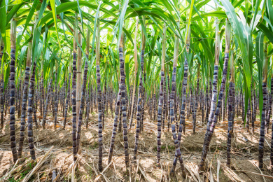 中国广东省地区种植园里的黑皮甘蔗