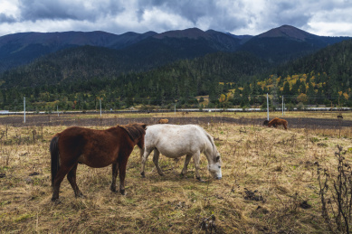 中国西藏林芝鲁朗田园风光