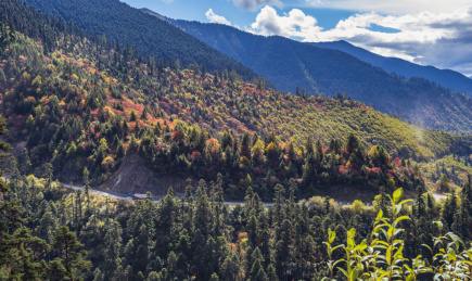 中国西藏林芝鲁朗森林之秋