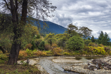 中国西藏林芝鲁朗森林之秋