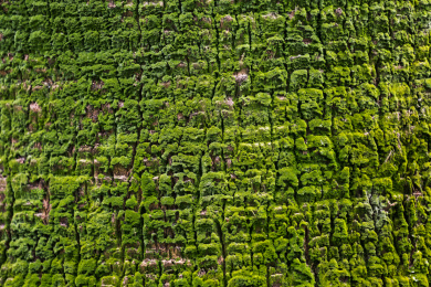 长满青苔的大王椰子树树皮