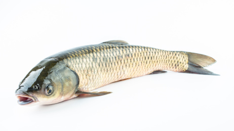 白背景上一条鲜活草鱼