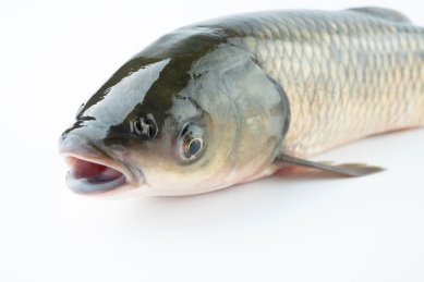 白背景上一条鲜活草鱼张大嘴巴