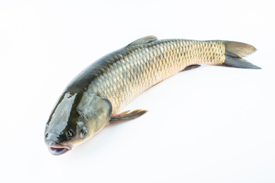 白背景上一条鲜活草鱼