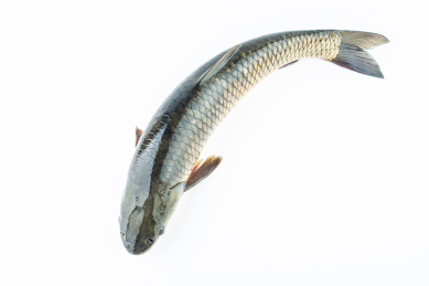 白背景上一条鲜活草鱼