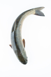 白背景上一条鲜活草鱼