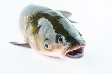 白背景上一条鲜活草鱼张大嘴巴