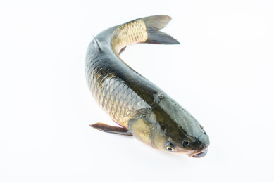 白背景上一条鲜活草鱼