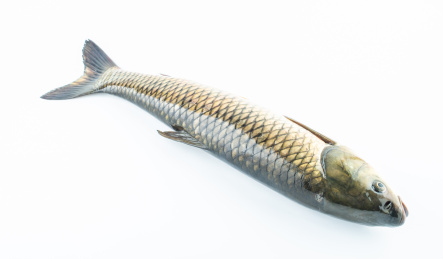 白背景上一条鲜活草鱼