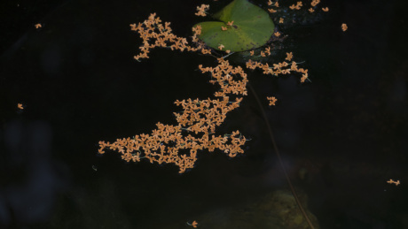 凋零的桂花特写