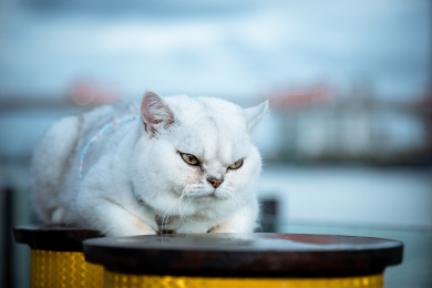 海边白色宠物猫趴在柱上凶恶愤怒注视前方