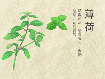 手绘水彩中药药材薄荷插画
