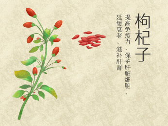 手绘水彩中药药材枸杞子插画