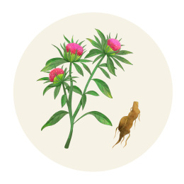 手绘水彩中药药材白术