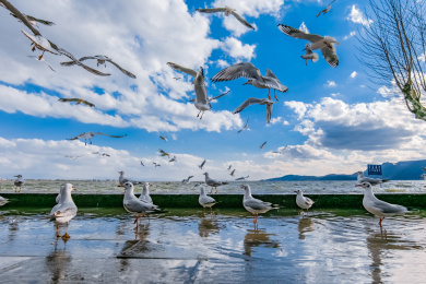 云南省昆明市滇池红嘴鸥生态自然景观