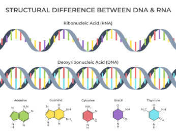 分子生物学讲义图片素材