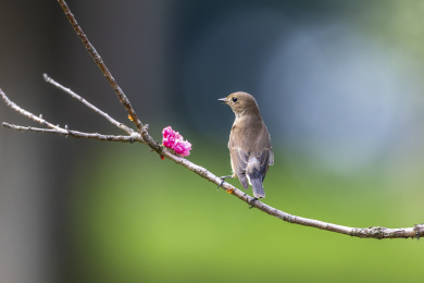 活跃于树枝间于空中捕食昆虫的红喉姬鹟鸟