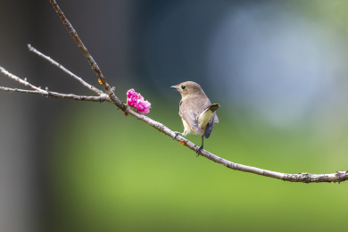 活跃于树枝间于空中捕食昆虫的红喉姬鹟鸟