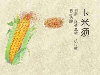 手绘水彩中药药材玉米须插画