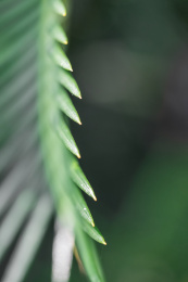 铁树尖锐的叶子局部特写