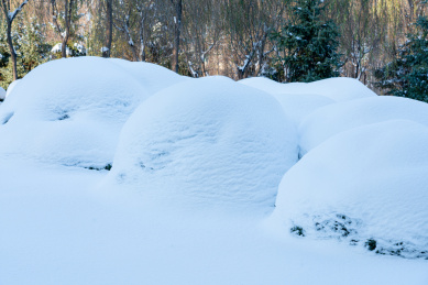 白雪覆盖的树