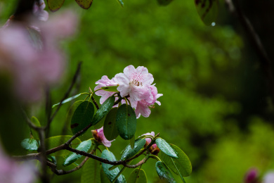 高原上的高山杜鹃花