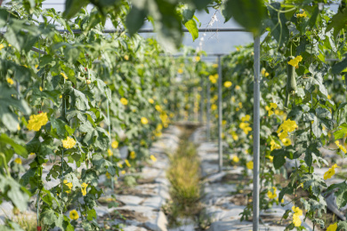 搭棚架种植的开满黄花的丝瓜植株