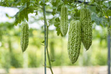 搭棚架种植的成熟等待收获的苦瓜特写