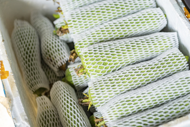 套袋包装码放整齐等待装运销售的丝瓜