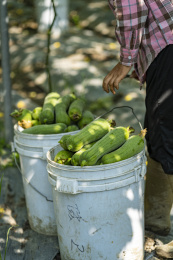菜地瓜棚下工人正在采摘新鲜的丝瓜