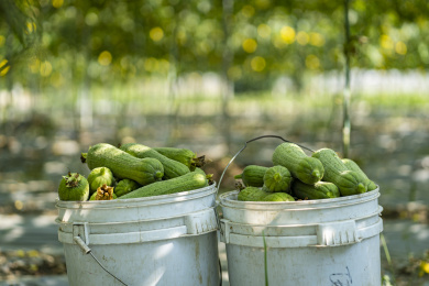 菜地瓜棚下收获的两桶新鲜的丝瓜