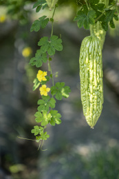 阳光下搭棚架种植的成熟等待收获的苦瓜