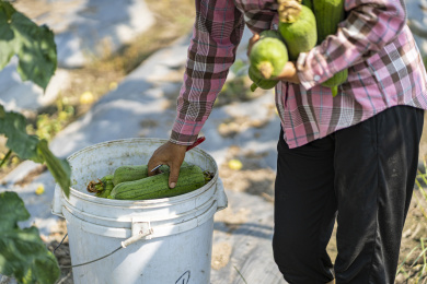 瓜果蔬菜田里工人正在采摘丝瓜