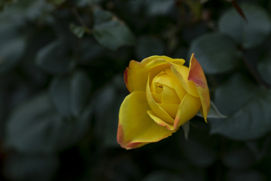 公园里盛开的蔷薇花，五颜六色的玫瑰花