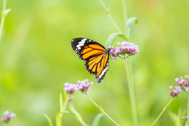  一只虎斑蝶穿梭于花丛吸食花蜜并帮助授粉